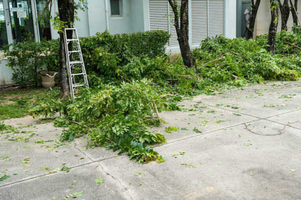 How Our Tree Care Process Works  in  Spring Grove, IL